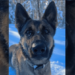 Massachusetts police K9 tracks missing child more than two miles in bitter cold – Law Officer